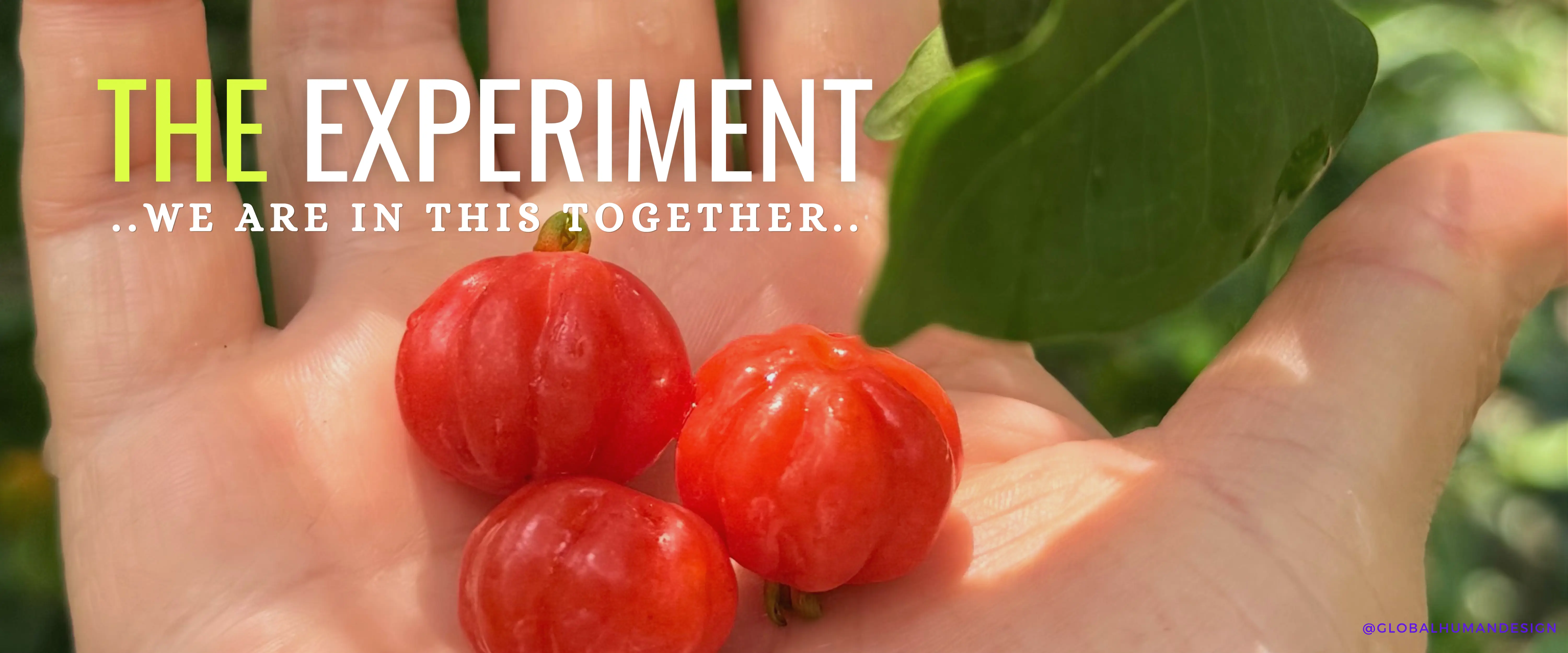 Step into the Experiment!